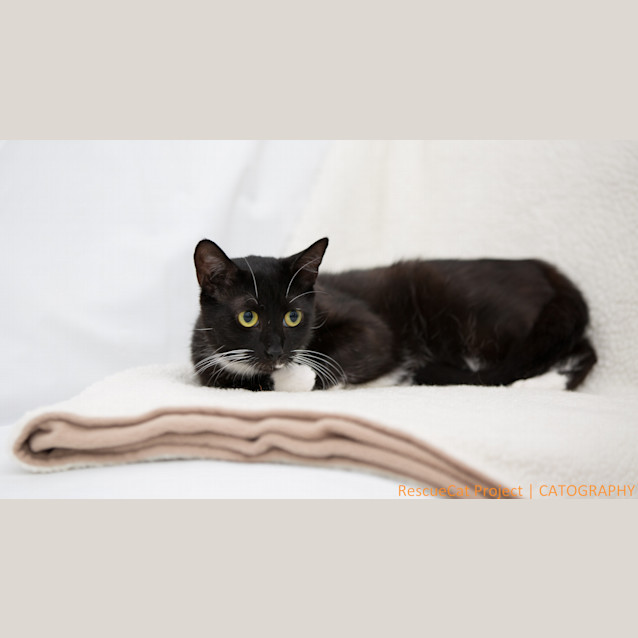 Photo of "Luna" Purrfect Match