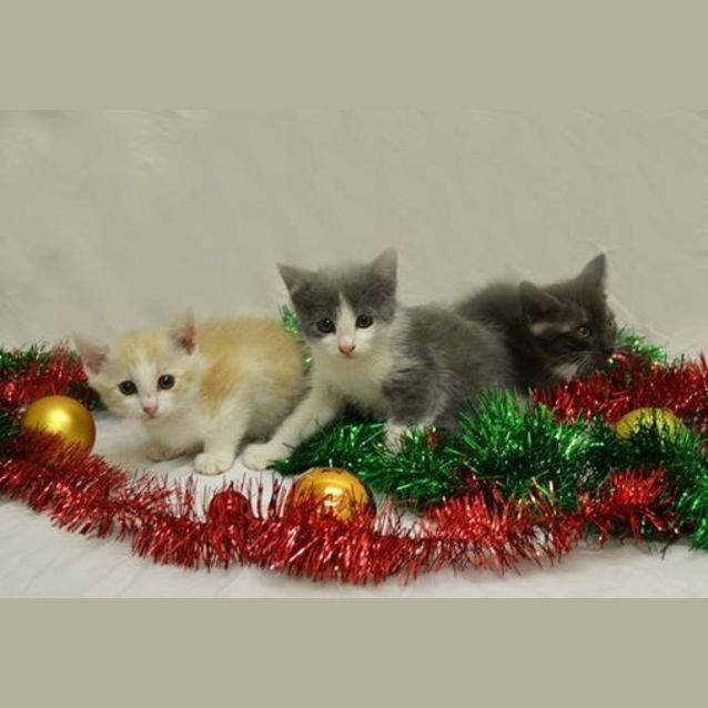 Photo of Canterbury Pound Babies 