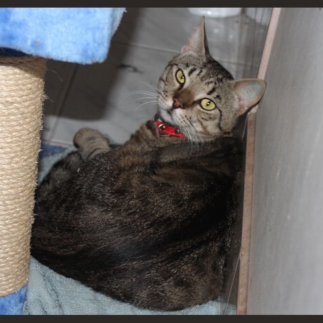 Photo of Jack The Cat