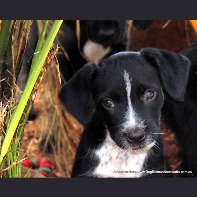 Photo of Dawson (Trial 23/12/14)~Cocker Spaniel X Bc X Lab