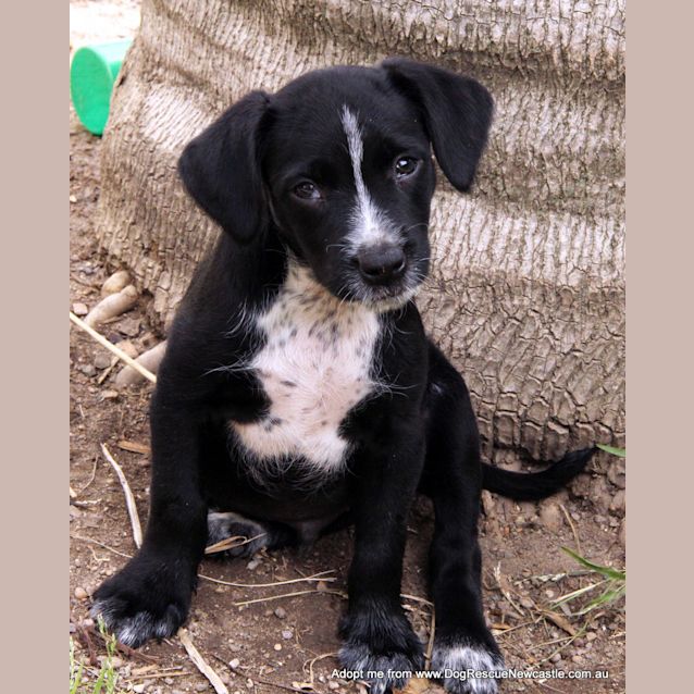 Photo of Dawson (Trial 23/12/14)~Cocker Spaniel X Bc X Lab