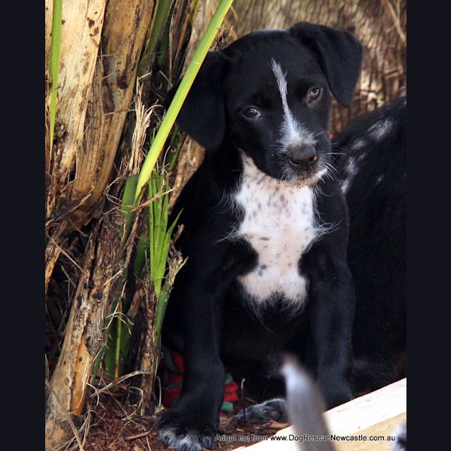 Photo of Dawson (Trial 23/12/14)~Cocker Spaniel X Bc X Lab
