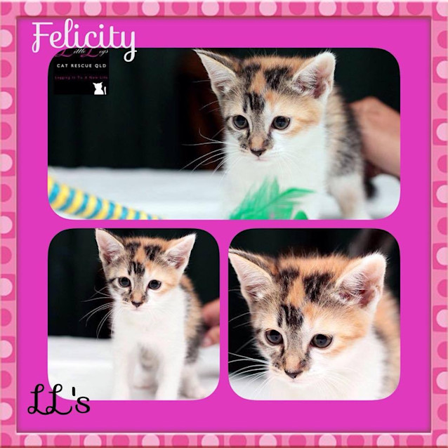 Photo of Felicity 