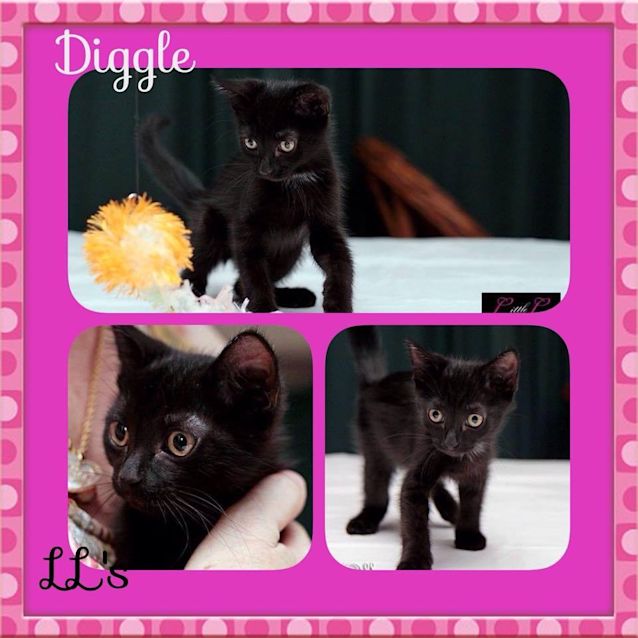 Photo of Diggle 