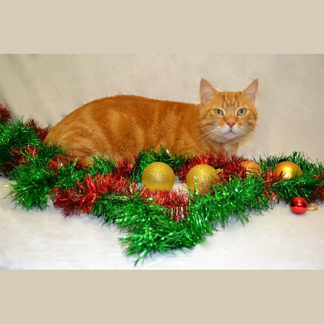 Photo of Help Lucio Get Out Of The Pound! 