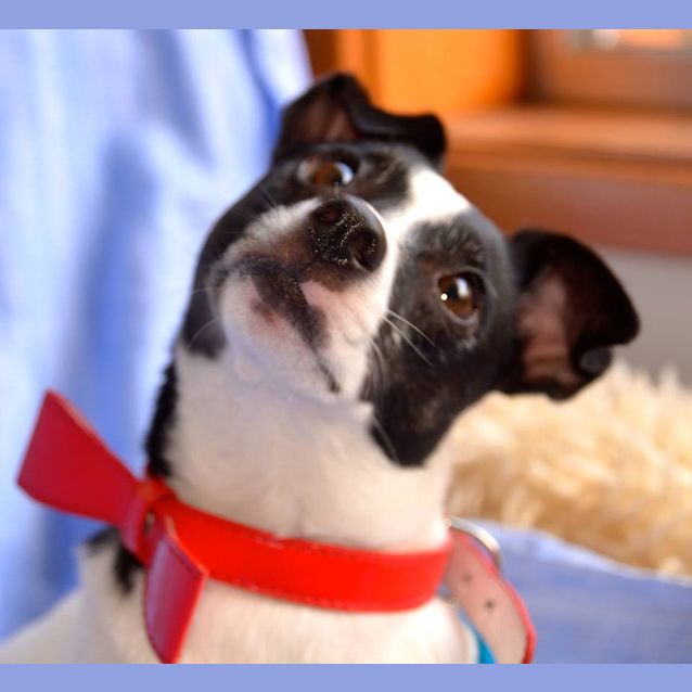 Photo of Jewel ~ Fox Terrier (On Trial 3/7/15)
