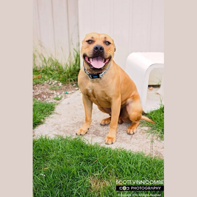 Photo of Boston Kid Friendly Companion Paw