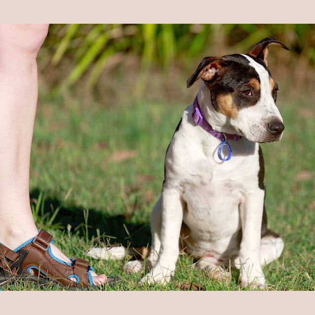 Photo of Capri ~ Rehomed 23/12/14