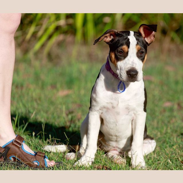 Photo of Capri ~ Rehomed 23/12/14