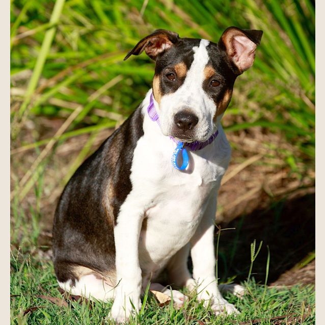 Photo of Capri ~ Rehomed 23/12/14