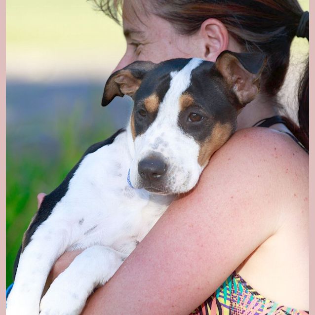 Photo of Capri ~ Rehomed 23/12/14