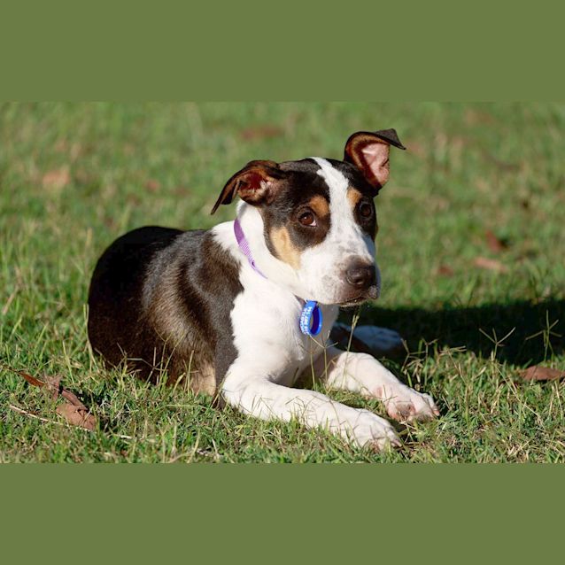 Photo of Capri ~ Rehomed 23/12/14