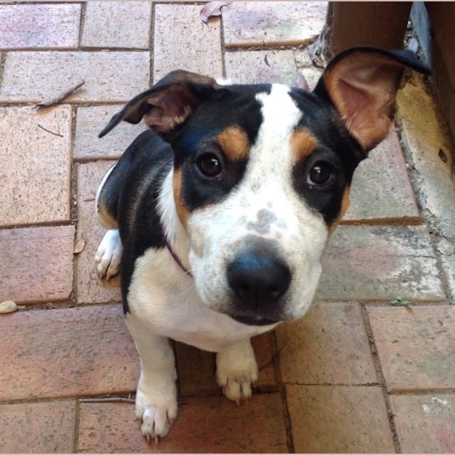 Photo of Capri ~ Rehomed 23/12/14