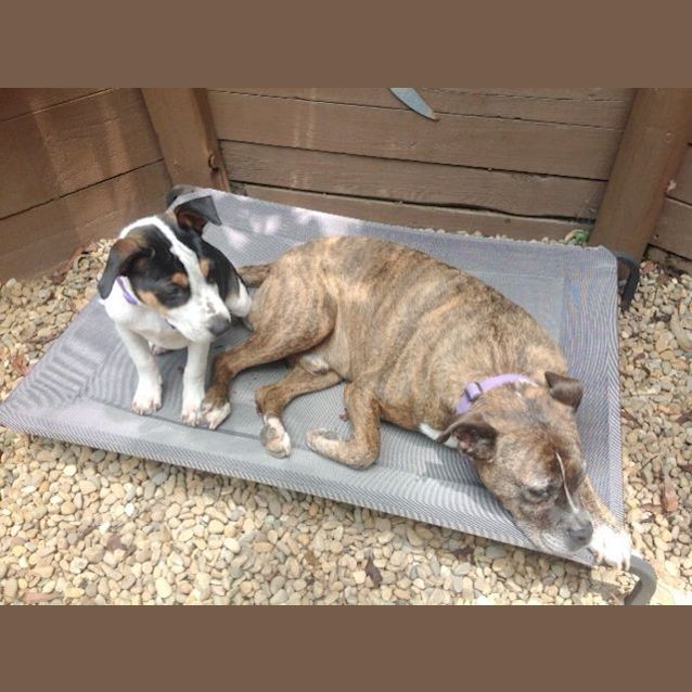 Photo of Capri ~ Rehomed 23/12/14