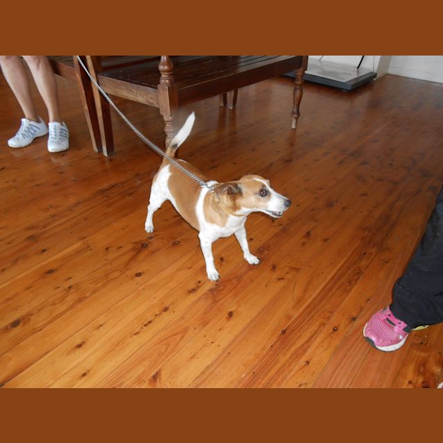Photo of Bindi