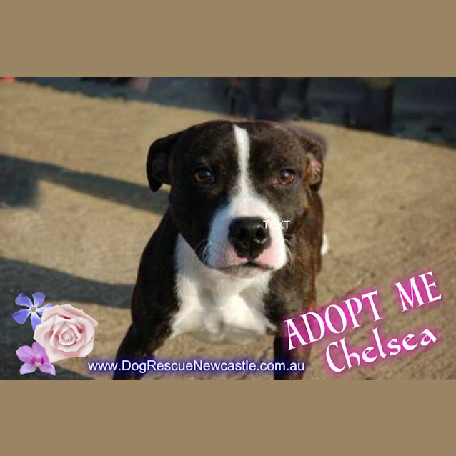 Photo of Chelsea (On Trial 3/1/15)~ Young Staffy Girl