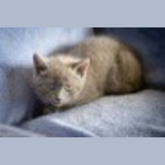 Photo of Teddy Ec0070