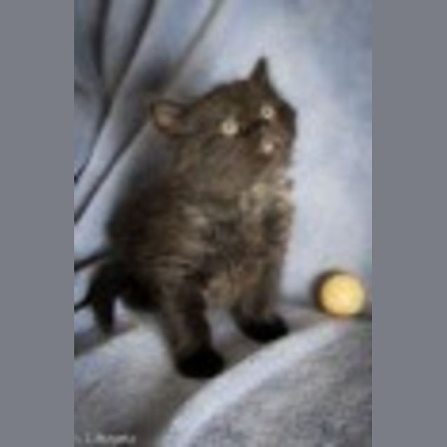 Photo of Sidney Ec0076