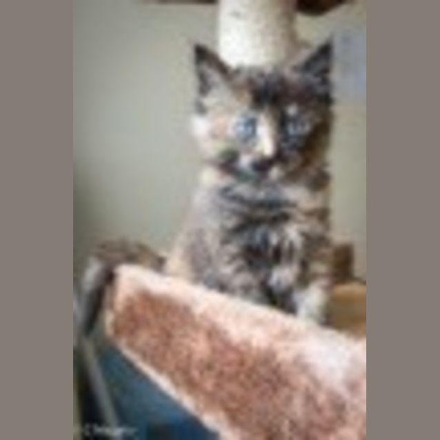 Photo of Rose Ec0077 