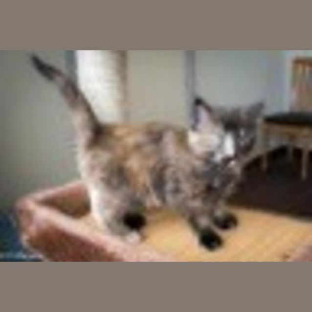 Photo of Rose Ec0077 