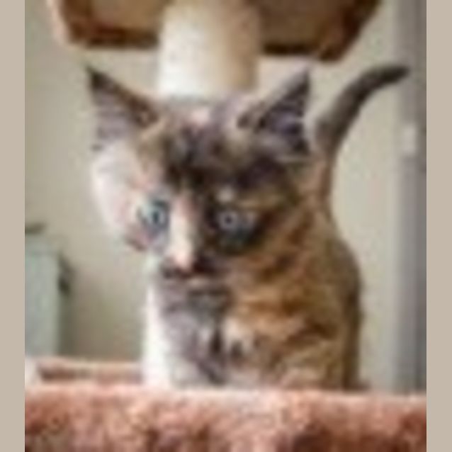 Photo of Rose Ec0077 