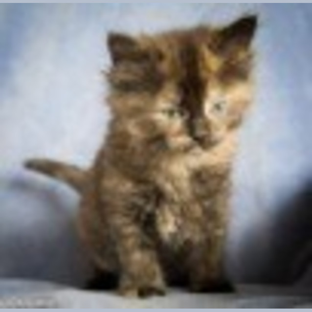 Photo of Dolly Ec0078