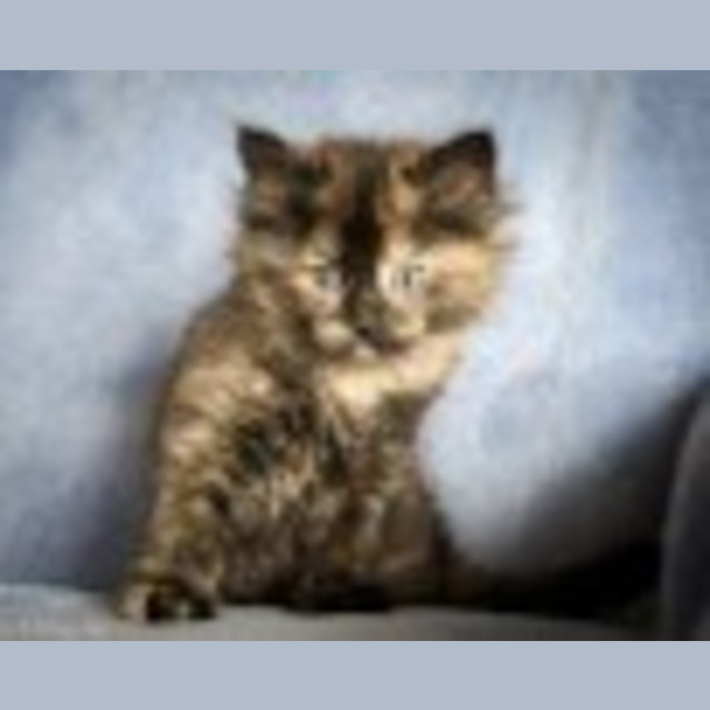 Photo of Dolly Ec0078