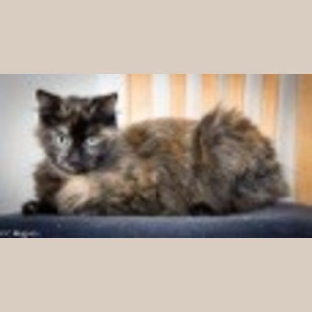 Photo of Ginger Ec0081 *Adoption Pending*