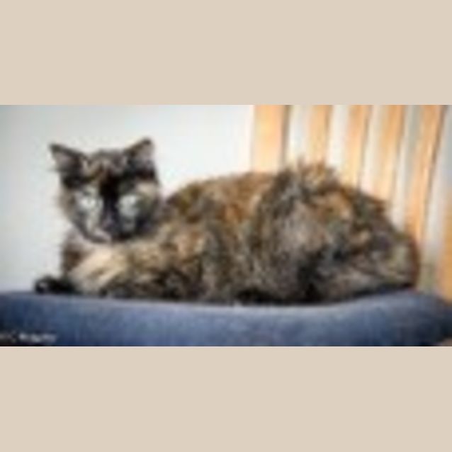 Photo of Ginger Ec0081 *Adoption Pending*