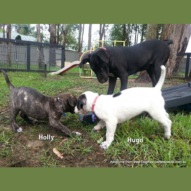 Photo of Hugo (On Trial 23/12/14)~ Staffy X Ridgeback Puppy