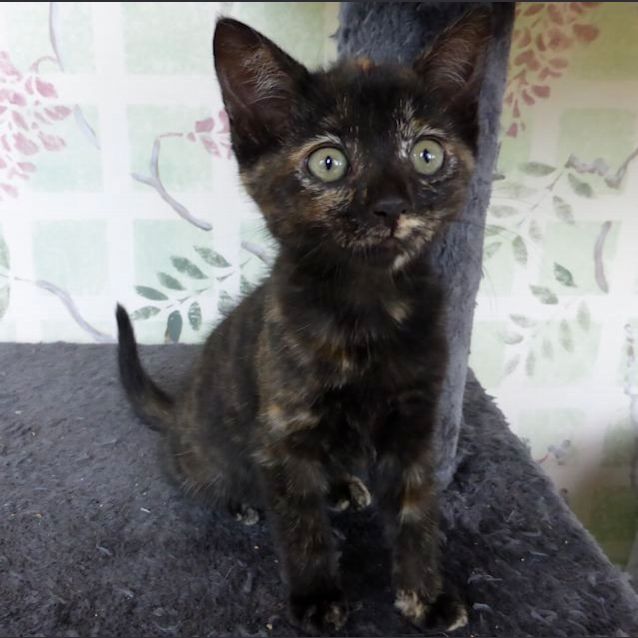 Photo of Pumpkin