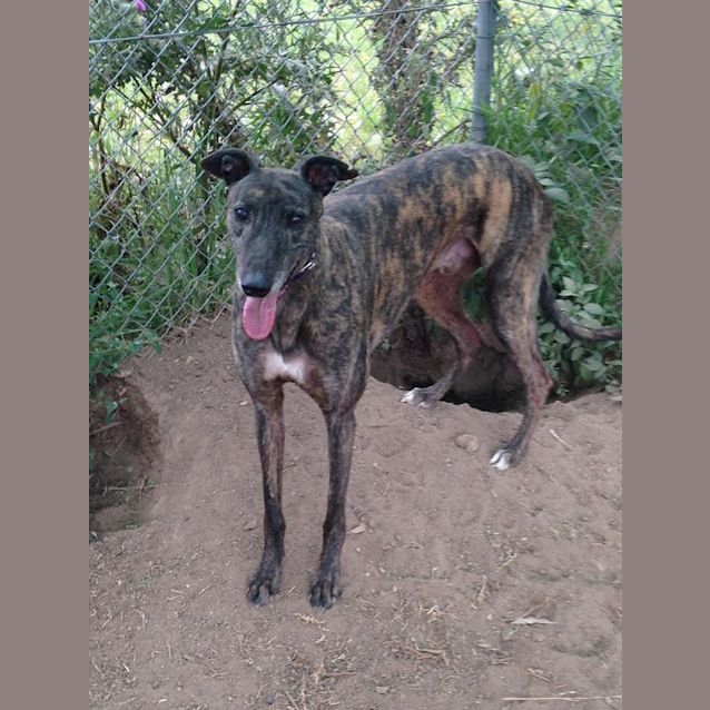 Photo of Rusty