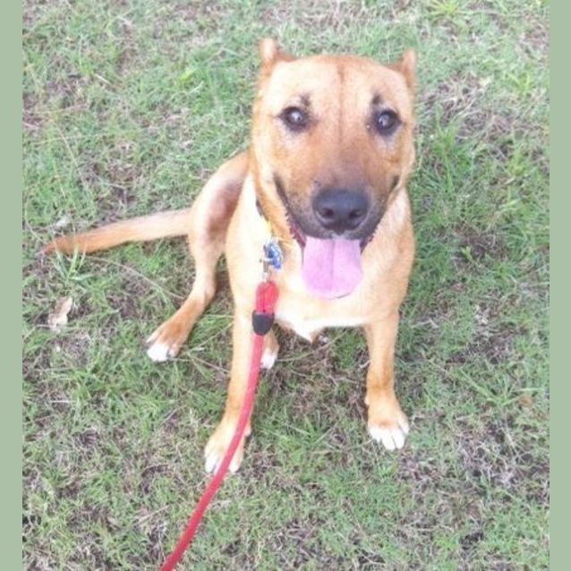 Photo of Cheeko (On Trial 6/1/15)~ Shepherd X Staffy