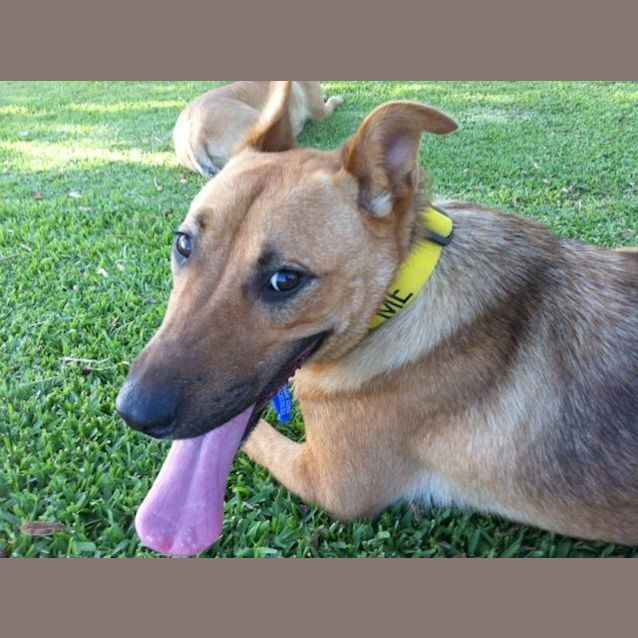 Photo of Cheeko (On Trial 6/1/15)~ Shepherd X Staffy