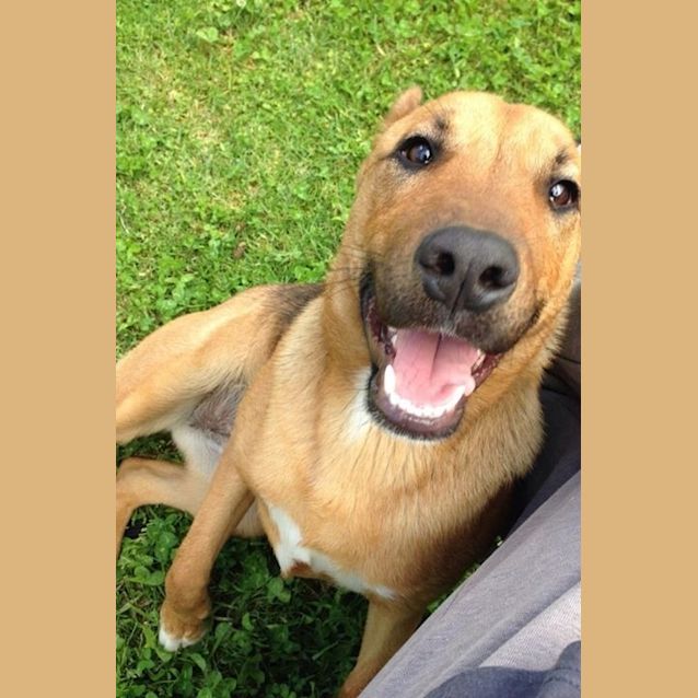 Photo of Cheeko (On Trial 6/1/15)~ Shepherd X Staffy