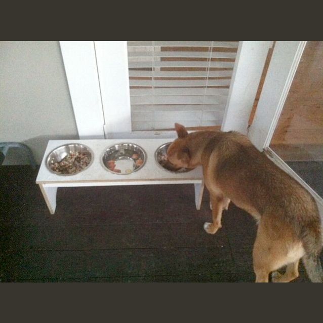 Photo of Cheeko (On Trial 6/1/15)~ Shepherd X Staffy