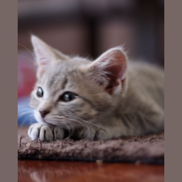 Photo of Louie   Kitten Kapers Rescue