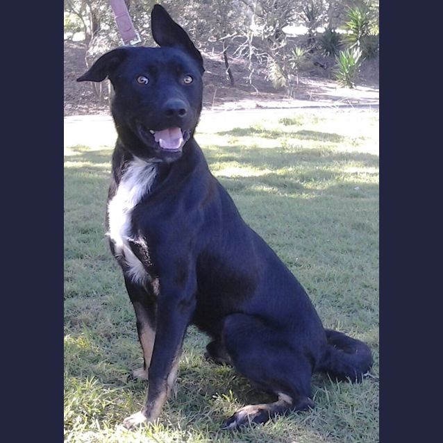 Photo of 091 3588 Sarge