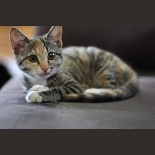 Photo of Esmeralda   Kitten Kapers Rescue