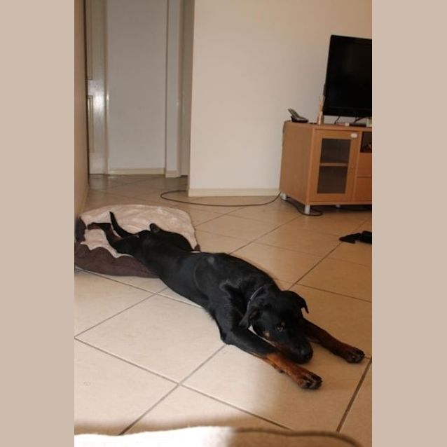 Photo of Bear