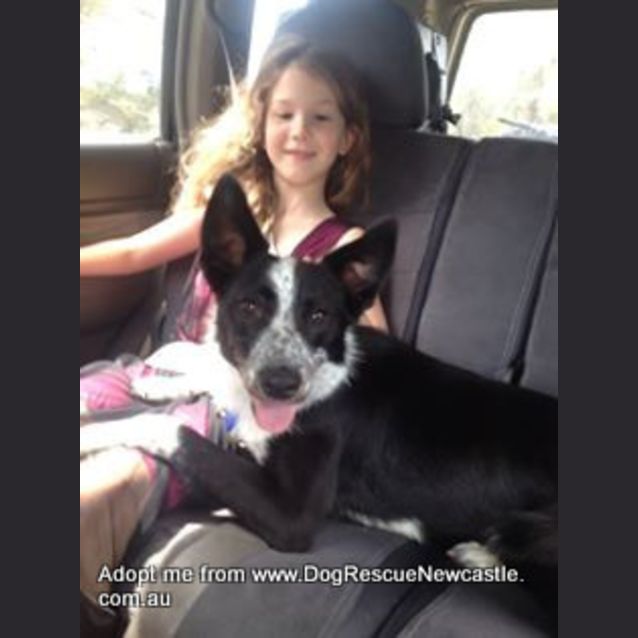 Photo of Lolly (On Trial 12/1/15) ~ Border Collie X Cattle