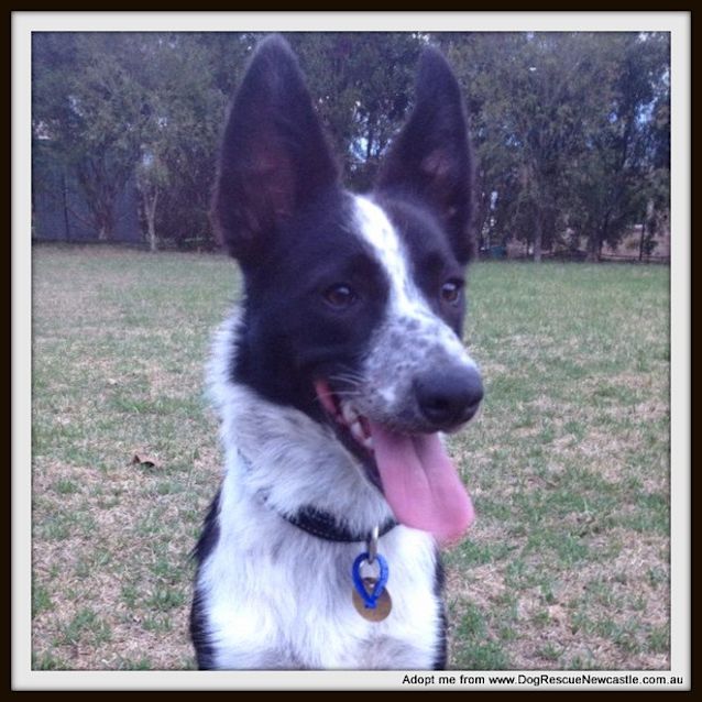 Photo of Lolly (On Trial 12/1/15) ~ Border Collie X Cattle