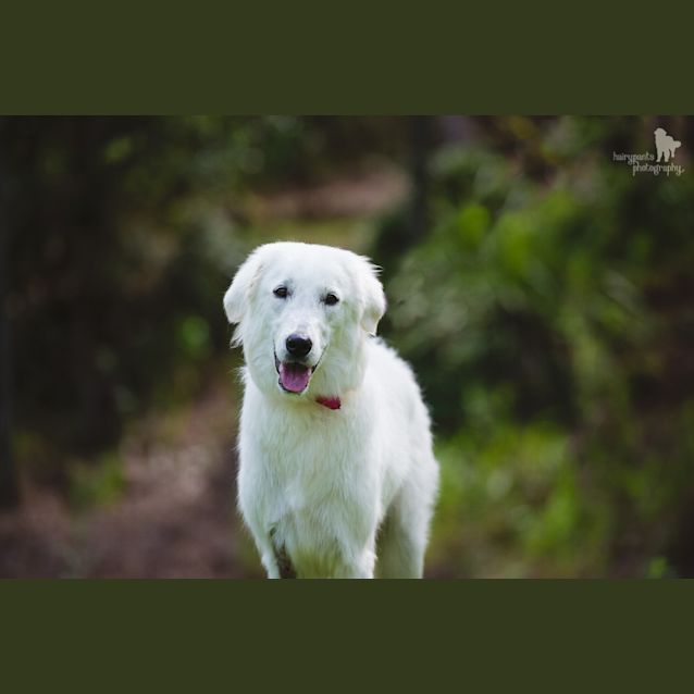 Photo of Bindi   Adoption Pending 