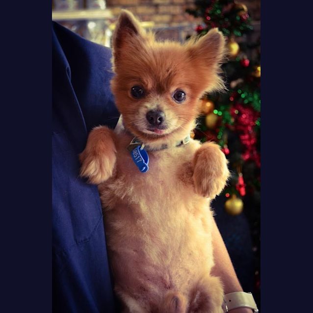 Photo of Wee Alan Needs Out Of The Pound!