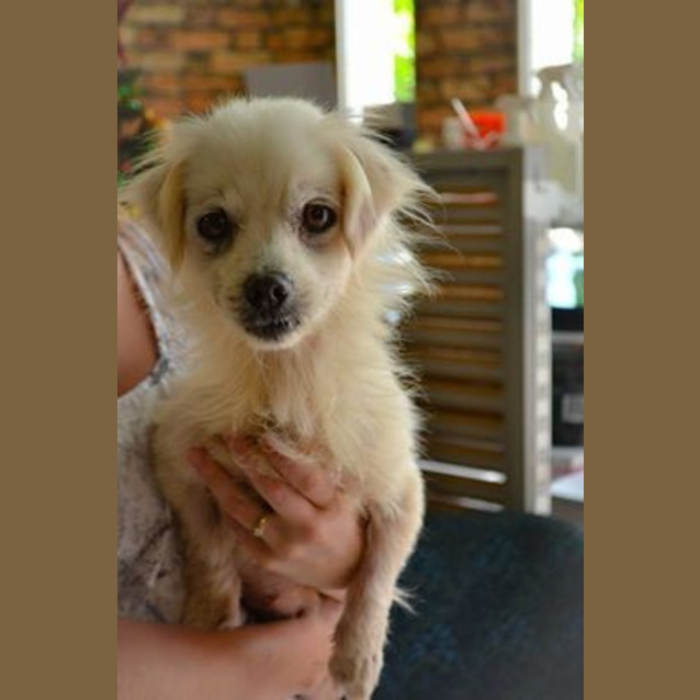 Photo of Help Stella Get Out Of The Pound!