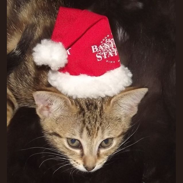 Photo of Tigerlilly
