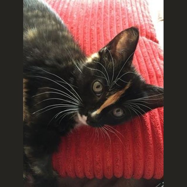 Photo of Holly (Adoption Pending)