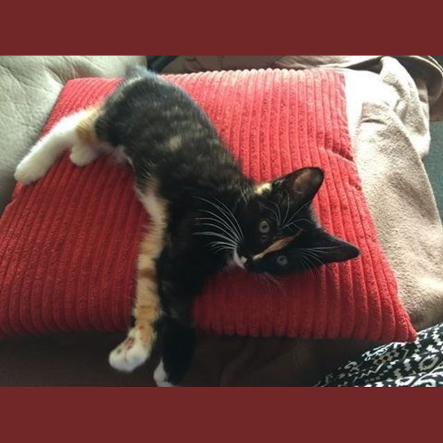 Photo of Holly (Adoption Pending)