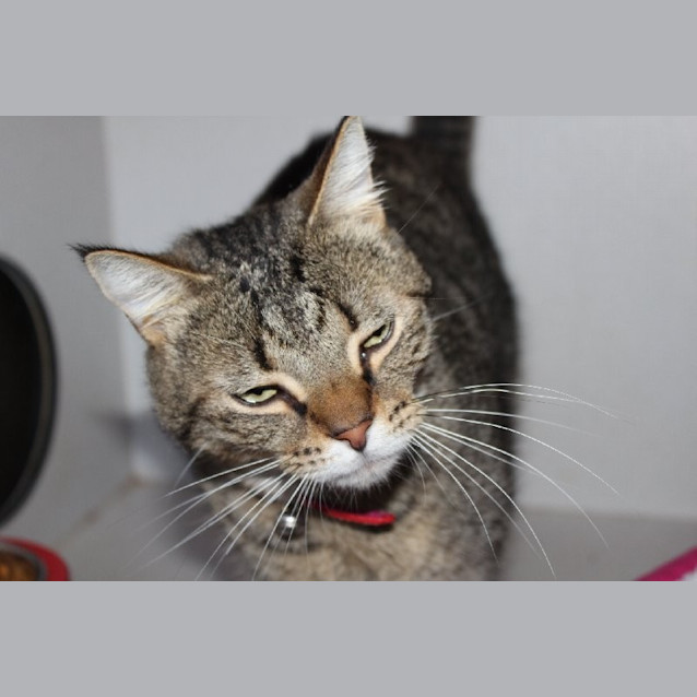 Photo of Tigger
