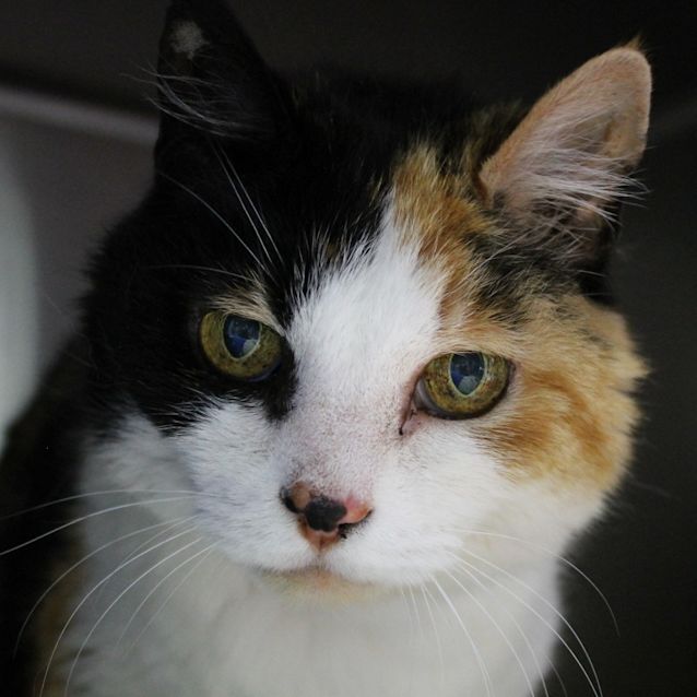 Photo of Ginger